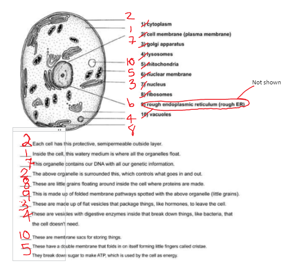Function Of The Organelles Worksheet